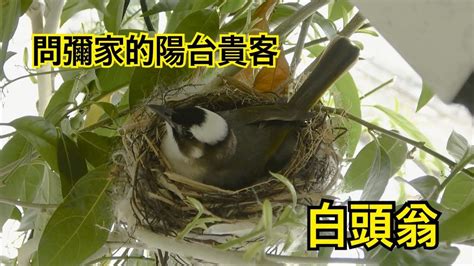 鳥築巢吉兆|【鳥築巢吉兆】迎祥納瑞：野鳥築巢，居家風水好兆頭！